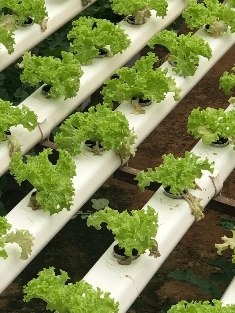 Agriculture Activated Carbon Featured Image