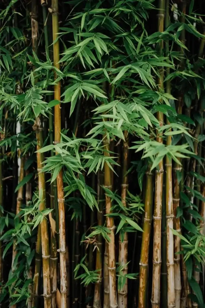 Bamboo Activated Carbon Featured Image