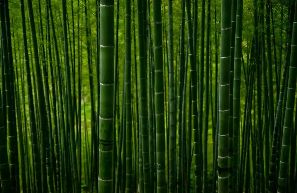 Bamboo Activated Carbon Link Image