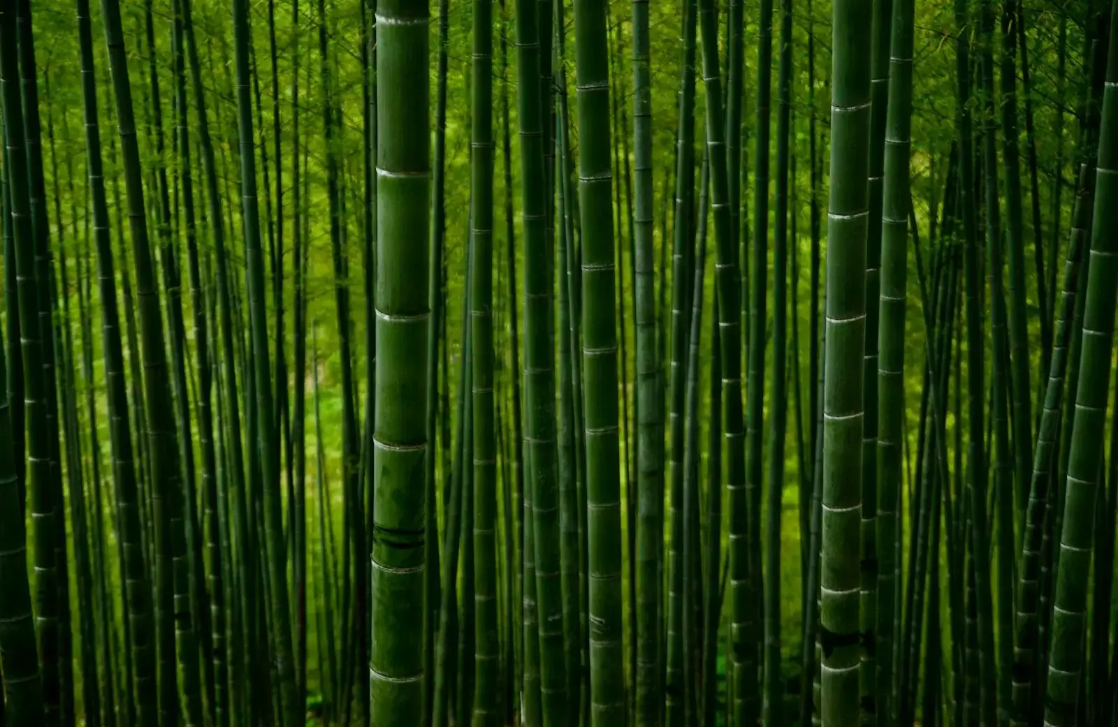Bamboo Activated Carbon Link Image
