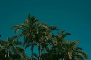 Vibrant palm trees stand tall against a deep blue sky, evoking a serene tropical vibe.