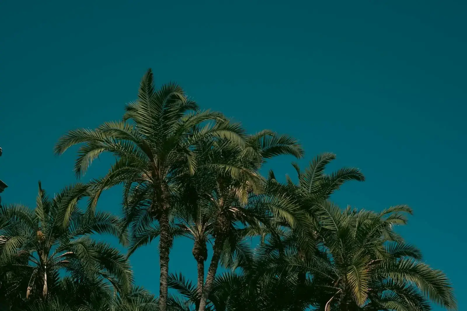 Vibrant palm trees stand tall against a deep blue sky, evoking a serene tropical vibe.